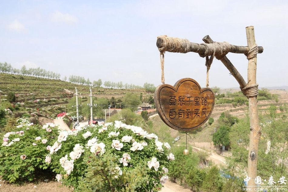 秦安王鋪鎮茆苑 牡丹開出“花經濟”，文旅融合促振興